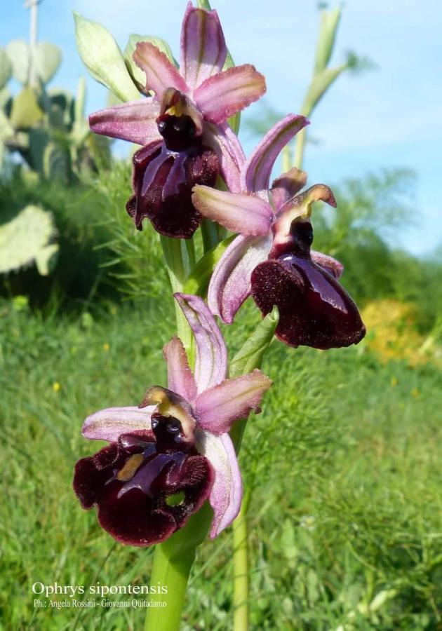 Orchidea Mattinata Parco Del Gargano Daire Dış mekan fotoğraf