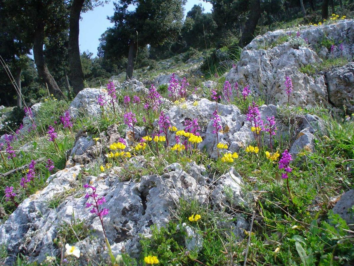 Orchidea Mattinata Parco Del Gargano Daire Dış mekan fotoğraf