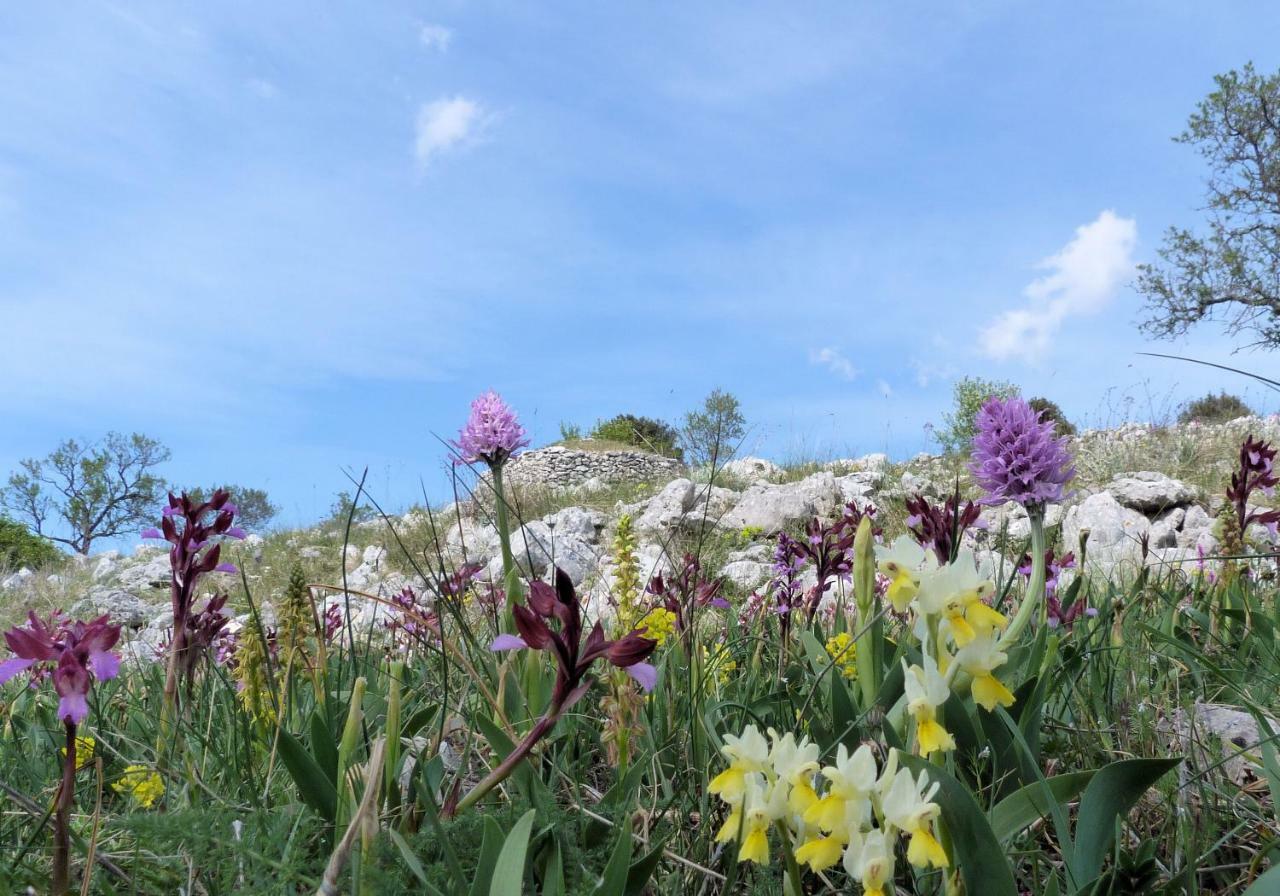 Orchidea Mattinata Parco Del Gargano Daire Dış mekan fotoğraf
