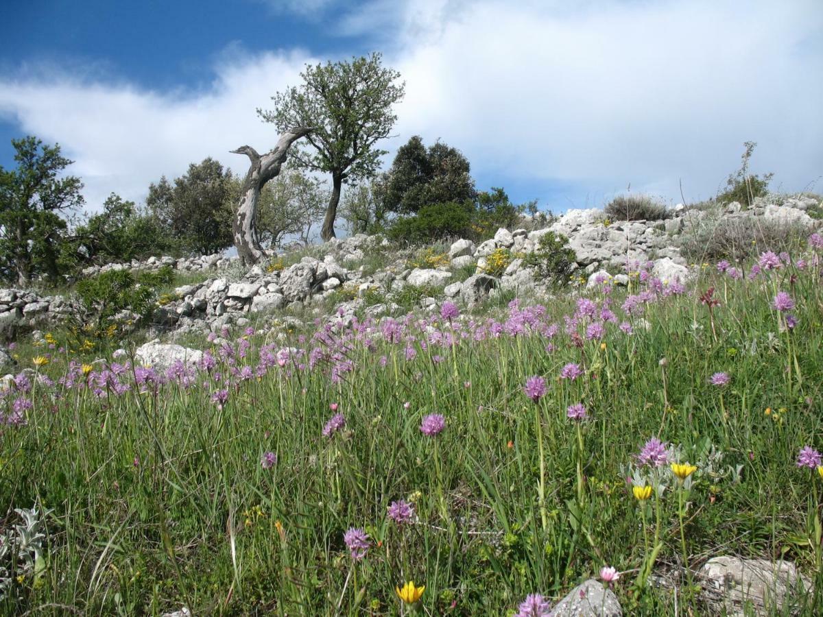 Orchidea Mattinata Parco Del Gargano Daire Dış mekan fotoğraf