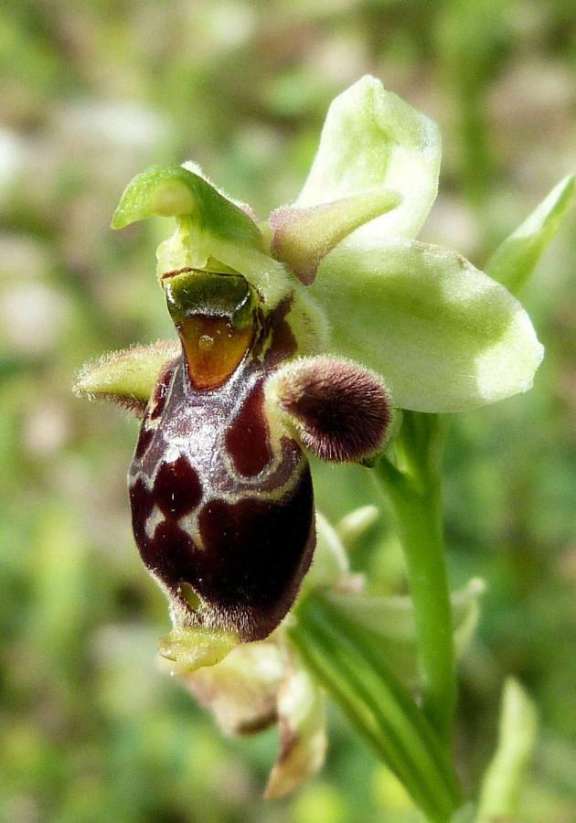 Orchidea Mattinata Parco Del Gargano Daire Dış mekan fotoğraf
